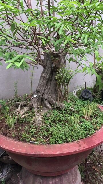 Bán vườn mai chiếu thủy. Mua bán Cây cảnh, đồ trang trí tại Thành phố Bến Tre Bến Tre được đăng bởi Thành hình 1