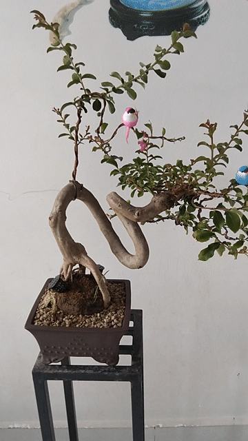 Cây Tường Vy chậu tàu ra hoa suốt. Mua bán Cây cảnh, đồ trang trí tại Huyện Cần Giuộc Long An được đăng bởi Cường Minh hình 1