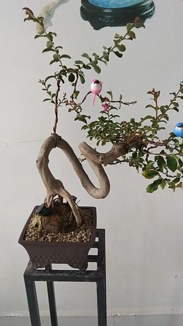 Cây Tường Vy chậu tàu ra hoa suốt. Mua bán Cây cảnh, đồ trang trí tại Huyện Cần Giuộc Long An được đăng bởi Cường Minh hình 1