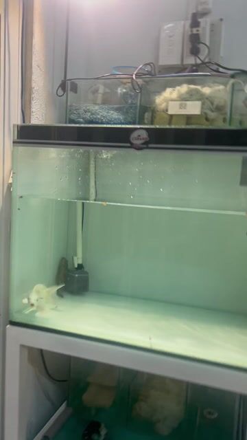 Cá chép lưng xanh cổ điển đẹp. Mua bán Thú cưng khác tại Quận 8 Tp Hồ Chí Minh được đăng bởi anh phúc hình 1