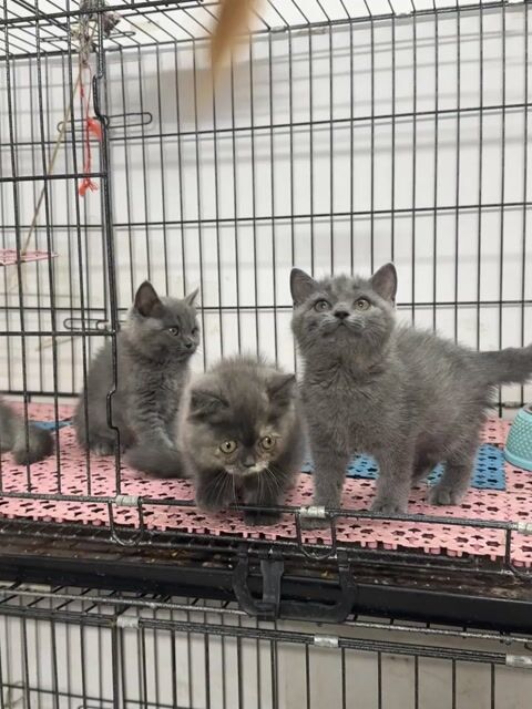 Mèo anh siêu xinh nuôi kiểng. Mua bán Mèo tại Thành phố Thủ Đức Tp Hồ Chí Minh được đăng bởi Viet Meow 233a Dương Đình Hội Q9 hình 2