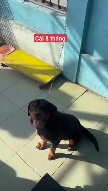 Cho rottweiler cái choai choai. Mua bán Chó tại Thành phố Thủ Đức Tp Hồ Chí Minh được đăng bởi thuy tran hình 1