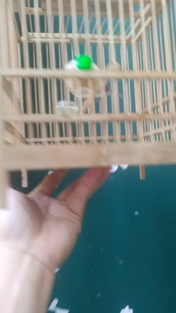 Chim sâu đầu đỏ 1 mùa tuột lửa. Mua bán Chim tại Quận 10 Tp Hồ Chí Minh được đăng bởi vu anh hình 1