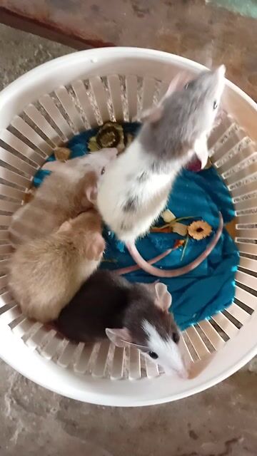 Chuột Dumbo Đa dạng. Mua bán Thú cưng khác tại Huyện Mỹ Xuyên Sóc Trăng được đăng bởi Khanh Nguyễn hình 1