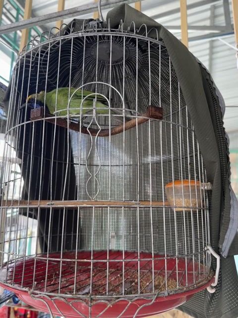 Chim Thanh Tước 4 năm lồng. Mua bán Chim tại Huyện Tịnh Biên An Giang được đăng bởi Tuan Nguyen hình 1