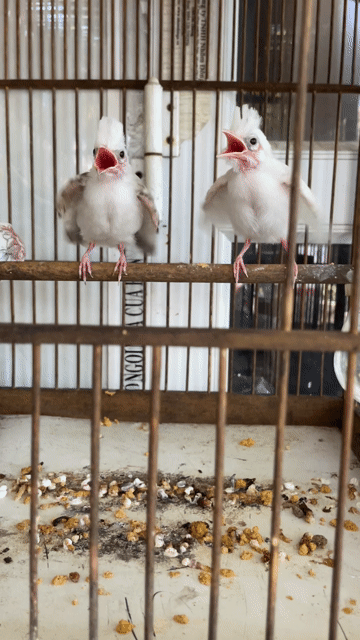 1 Đại bịp một bạch 3đ cho ae nào ở Thái Bình. Mua bán Chim tại Huyện Quỳnh Phụ Thái Bình được đăng bởi người lạ hình 1