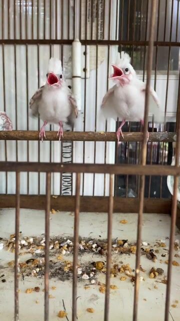 1 Đại bịp một bạch 3đ cho ae nào ở Thái Bình. Mua bán Chim tại Huyện Quỳnh Phụ Thái Bình được đăng bởi người lạ hình 1