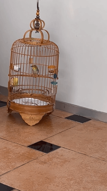 Bộ khuyên  xanh + lồng . Mua bán Chim tại Quận Bình Thạnh Tp Hồ Chí Minh được đăng bởi Mi vương  hình 1