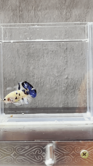 Cá Betta Vàng Đen Xanh. Mua bán Thú cưng khác tại Quận Tân Phú Tp Hồ Chí Minh được đăng bởi Khoa Nguyen hình 1