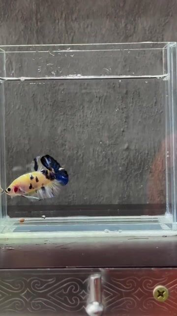 Cá Betta Vàng Đen Xanh. Mua bán Thú cưng khác tại Quận Tân Phú Tp Hồ Chí Minh được đăng bởi Khoa Nguyen hình 1