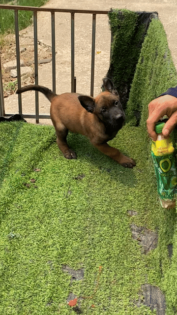 Chó Becgie Bỉ Malinois Đỏ cháy. Mua bán Chó tại Thành phố Thanh Hóa Thanh Hóa được đăng bởi Phạm Phát Tài hình 1