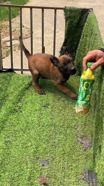 Chó Becgie Bỉ Malinois Đỏ cháy. Mua bán Chó tại Thành phố Thanh Hóa Thanh Hóa được đăng bởi Phạm Phát Tài hình 1