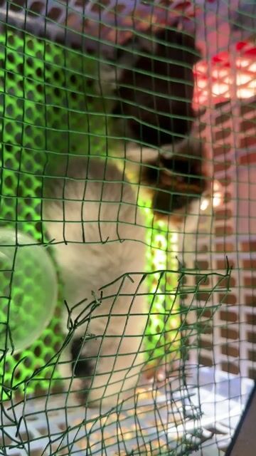 thanh lý bọ ú téddy. Mua bán Thú cưng khác tại Thành phố Dĩ An Bình Dương được đăng bởi Đạt hình 1