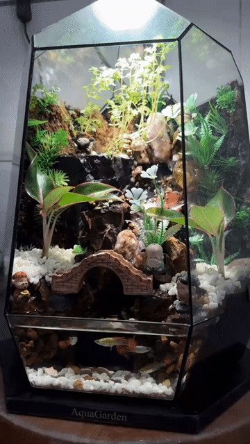 Bể cá AquaGarden Kính Dễ vệ sinh. Mua bán Phụ kiện, Thức ăn, Dịch vụ tại Huyện Hóc Môn Tp Hồ Chí Minh được đăng bởi Phượng Nguyễn hình 1