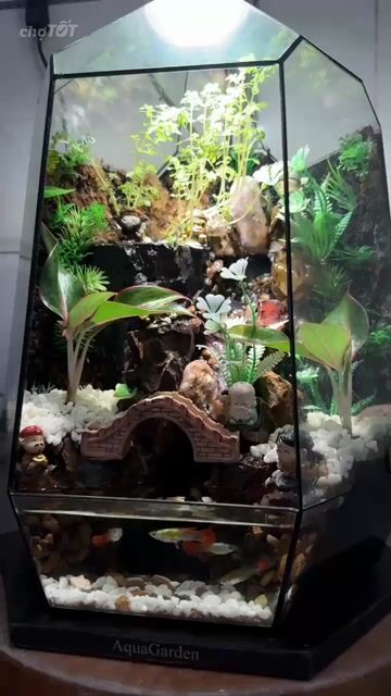 Bể cá AquaGarden Kính Dễ vệ sinh. Mua bán Phụ kiện, Thức ăn, Dịch vụ tại Huyện Hóc Môn Tp Hồ Chí Minh được đăng bởi Phượng Nguyễn hình 1