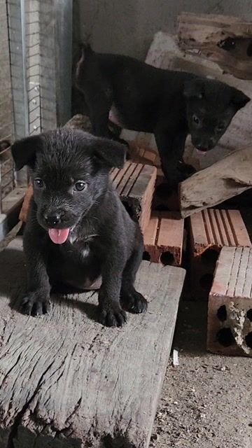 Chó Mông Cộc cái gần 2 tháng. Mua bán Chó tại Thành phố Biên Hòa Đồng Nai được đăng bởi Tuyên hình 1