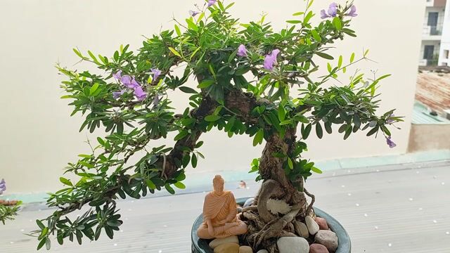 Cây bonsai Linh Sam siêu bông dáng thác đổ. Mua bán Cây cảnh, đồ trang trí tại Quận Gò Vấp Tp Hồ Chí Minh được đăng bởi Bình Minh hình 1