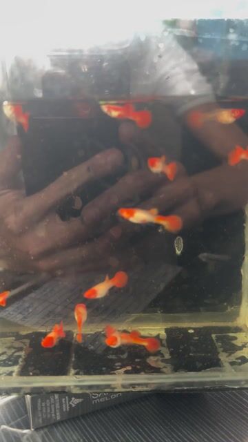 Combo 5cặp tặng 1 cặp Guppy Koi Red. Mua bán Thú cưng khác tại Quận Tân Bình Tp Hồ Chí Minh được đăng bởi Đức Thiện Lại hình 1