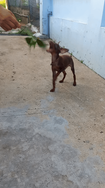 Chó phốc hươu đực 2.5 tháng màu Socola. Mua bán Chó tại Thành phố Thủ Đức Tp Hồ Chí Minh được đăng bởi Minh Nguyễn Ngọc hình 1