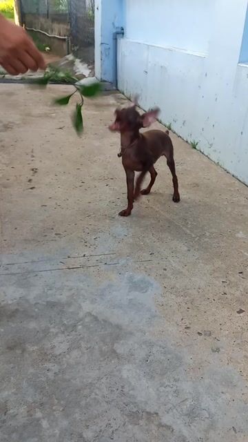 Chó phốc hươu đực 2.5 tháng màu Socola. Mua bán Chó tại Thành phố Thủ Đức Tp Hồ Chí Minh được đăng bởi Minh Nguyễn Ngọc hình 1