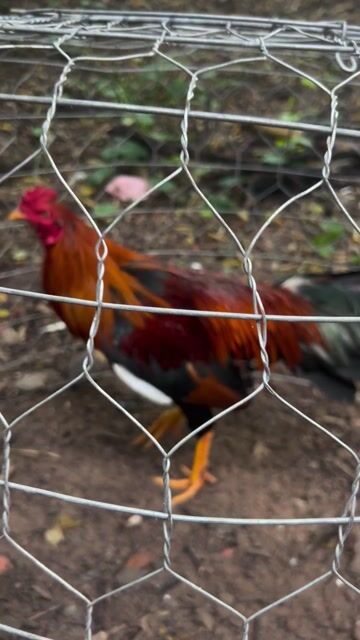 muon bán gà dieu siu ny chang 2kg8. Mua bán Gà tại Thành phố Thuận An Bình Dương được đăng bởi Phú Nè  hình 1