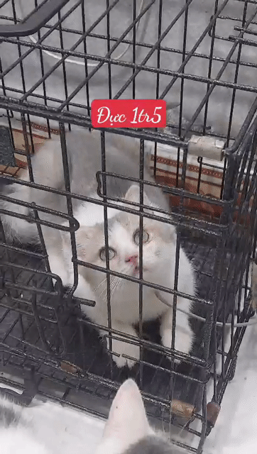 Mèo Cái Trắng xám. Mua bán Mèo tại Huyện Củ Chi Tp Hồ Chí Minh được đăng bởi Lan Hoang hình 1