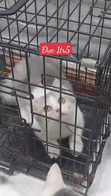 Mèo Cái Trắng xám. Mua bán Mèo tại Huyện Củ Chi Tp Hồ Chí Minh được đăng bởi Lan Hoang hình 1