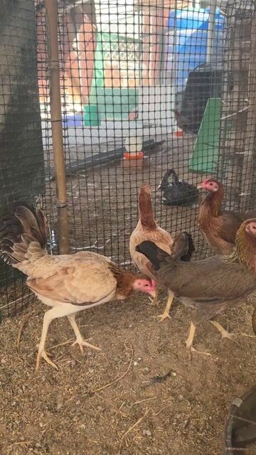 Gà mái tre đã rớt so. Mua bán Gà tại Huyện Vũng Liêm Vĩnh Long được đăng bởi Nguyễn Chí Bảo 64D1 hình 1