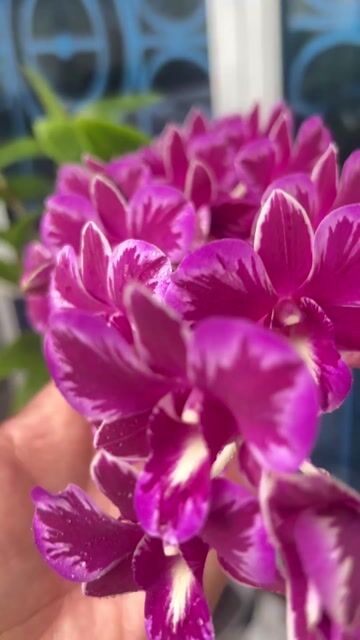Hoa lan Denro Ruby No2 Tím trắng đang ra hoa. Mua bán Cây cảnh, đồ trang trí tại Huyện Hóc Môn Tp Hồ Chí Minh được đăng bởi kiệt nguyễn sky canary shop HCM hình 1
