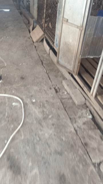 em xù Bắc xù Bắc Hà  vàng cháy . Mua bán Chó tại Huyện Mê Linh Hà Nội được đăng bởi Nguyễn duy hội  hình 1