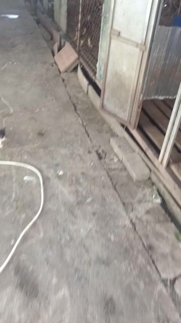 em xù Bắc xù Bắc Hà  vàng cháy . Mua bán Chó tại Huyện Mê Linh Hà Nội được đăng bởi Nguyễn duy hội  hình 1