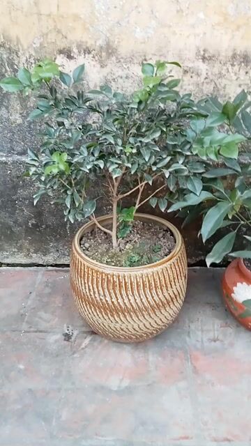 5 chậu cây cảnh. Mua bán Cây cảnh, đồ trang trí tại Quận Cầu Giấy Hà Nội được đăng bởi Dương xuân Trường hình 1