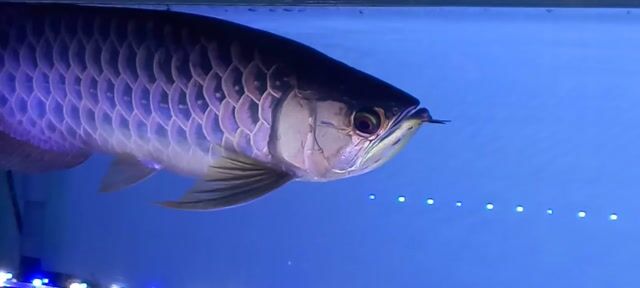 Cá cảnh Tím blue 53cm. Mua bán Thú cưng khác tại Quận 12 Tp Hồ Chí Minh được đăng bởi Trung Thành  hình 1
