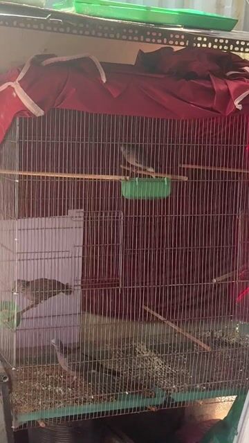 cu bổi bẫy đấu. Mua bán Chim tại Quận Thanh Khê Đà Nẵng được đăng bởi Sói Hoang hình 1
