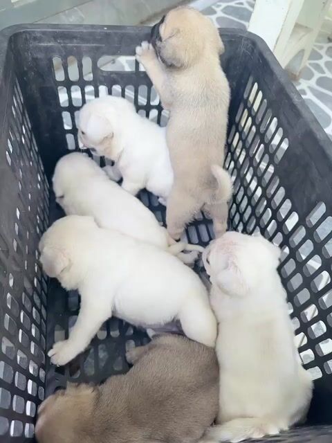 Chó Pug Vàng Kem Thân Thiện Tốt. Mua bán Chó tại Thành phố Bến Tre Bến Tre được đăng bởi Thảo hình 1