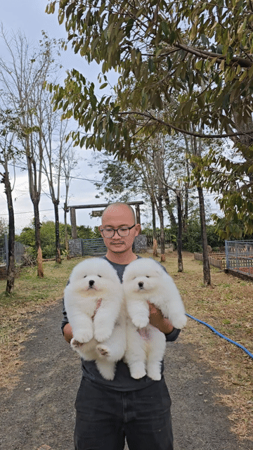 Chó Samoyed 2 tháng tuổi Trắng. Mua bán Chó tại Quận Bình Thạnh Tp Hồ Chí Minh được đăng bởi Bình Phan hình 1