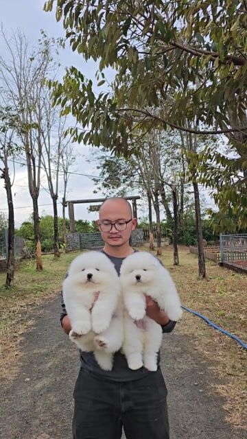 Chó Samoyed 2 tháng tuổi Trắng. Mua bán Chó tại Quận Bình Thạnh Tp Hồ Chí Minh được đăng bởi Bình Phan hình 1