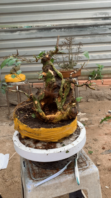 Cây cảnh Duối Sống khỏe. Mua bán Cây cảnh, đồ trang trí tại Huyện Nhà Bè Tp Hồ Chí Minh được đăng bởi Long hình 1