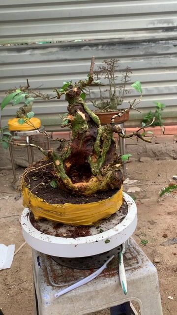 Cây cảnh Duối Sống khỏe. Mua bán Cây cảnh, đồ trang trí tại Huyện Nhà Bè Tp Hồ Chí Minh được đăng bởi Long hình 1
