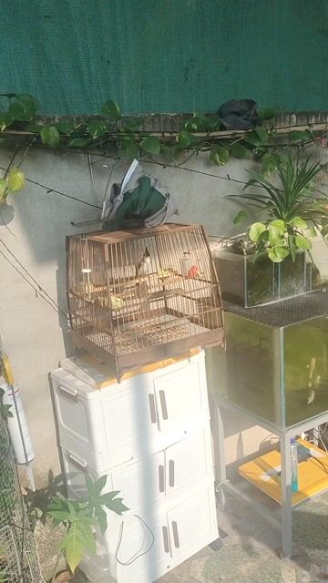 Chim chào mào 2 con khỏe mạnh. Mua bán Chim tại Huyện Thống Nhất Đồng Nai được đăng bởi Nguyễn Hải Đăng hình 1
