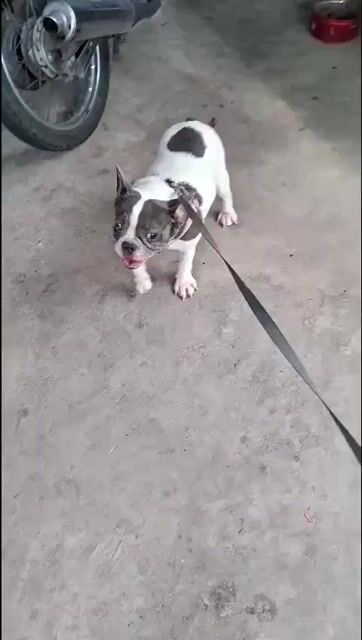 Chó Bull Pháp Cái Đen trắng. Mua bán Chó tại Huyện Định Quán Đồng Nai được đăng bởi Gia Hân hình 1