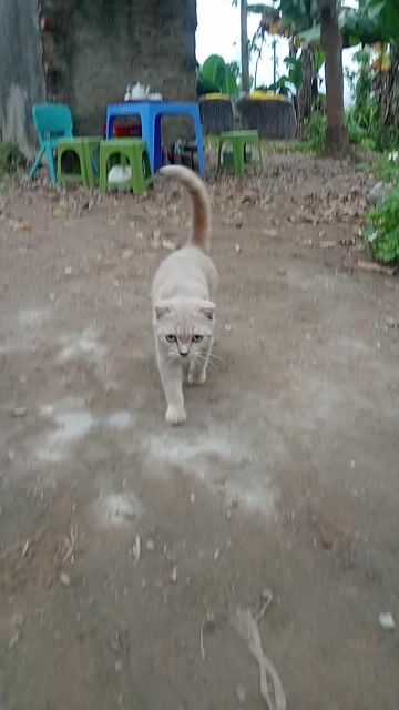 Mèo Trắng kem đã tiêm phòng. Mua bán Mèo tại Quận Long Biên Hà Nội được đăng bởi Mèo xinh hình 1