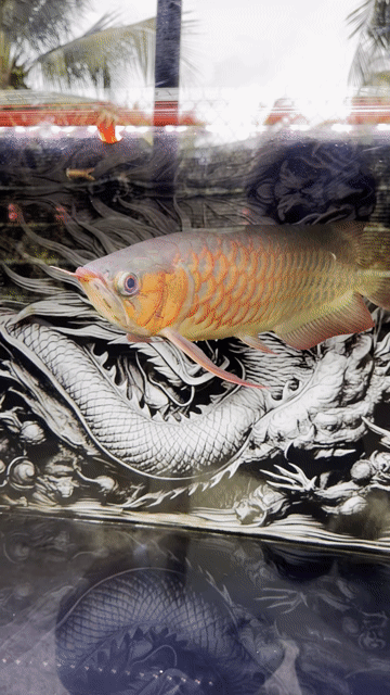 Cá Rồng đỏ size 40cm. Mua bán Thú cưng khác tại Huyện Tân Phú Đông Tiền Giang được đăng bởi Nhật Trường hình 1