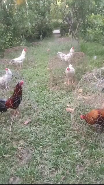 Gà trống màu Đỏ đen. Mua bán Gà tại Huyện Phụng Hiệp Hậu Giang được đăng bởi mình tên yên hình 1