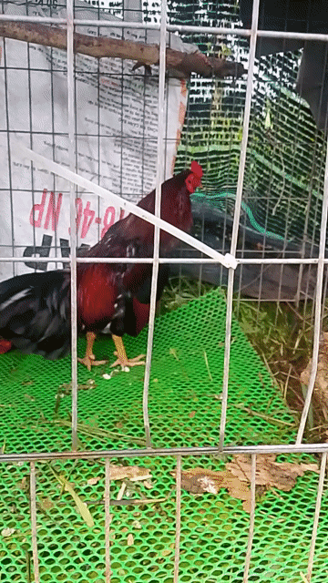 Gà Đỏ đen 2.5kg. Mua bán Gà tại Huyện Cái Bè Tiền Giang được đăng bởi Duy peru Mỹ  hình 1