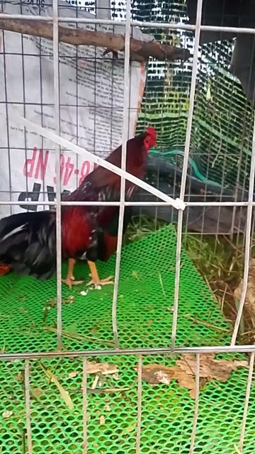 Gà Đỏ đen 2.5kg. Mua bán Gà tại Huyện Cái Bè Tiền Giang được đăng bởi Duy peru Mỹ  hình 1