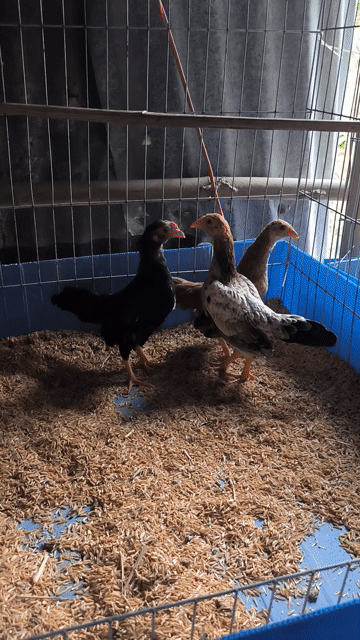 gà tre bắc. Mua bán Gà tại Huyện Tịnh Biên An Giang được đăng bởi nguyen anh tho hình 1
