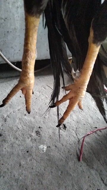 Gà 4 cựa chân vàng. Mua bán Gà tại Huyện Trảng Bàng Tây Ninh được đăng bởi Lữ Đồng Tân Cô Đơn  hình 1