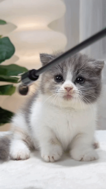 Mèo munchkin chân lùn tam thể cái 3 tháng. Mua bán Mèo tại Thành phố Thủ Đức Tp Hồ Chí Minh được đăng bởi Trần Duy Mỹ hình 1