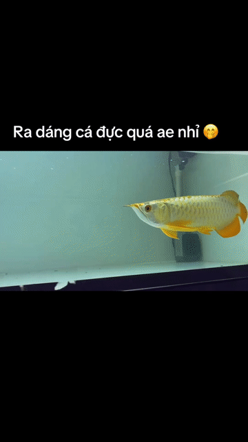 Cá Rồng Kim Long Quá Bối 26cm. Mua bán Thú cưng khác tại Thành phố Thủ Đức Tp Hồ Chí Minh được đăng bởi Nguyễn Tấn Lộc hình 1